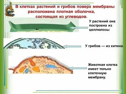 Находясь в плотном. Находясь в плотном