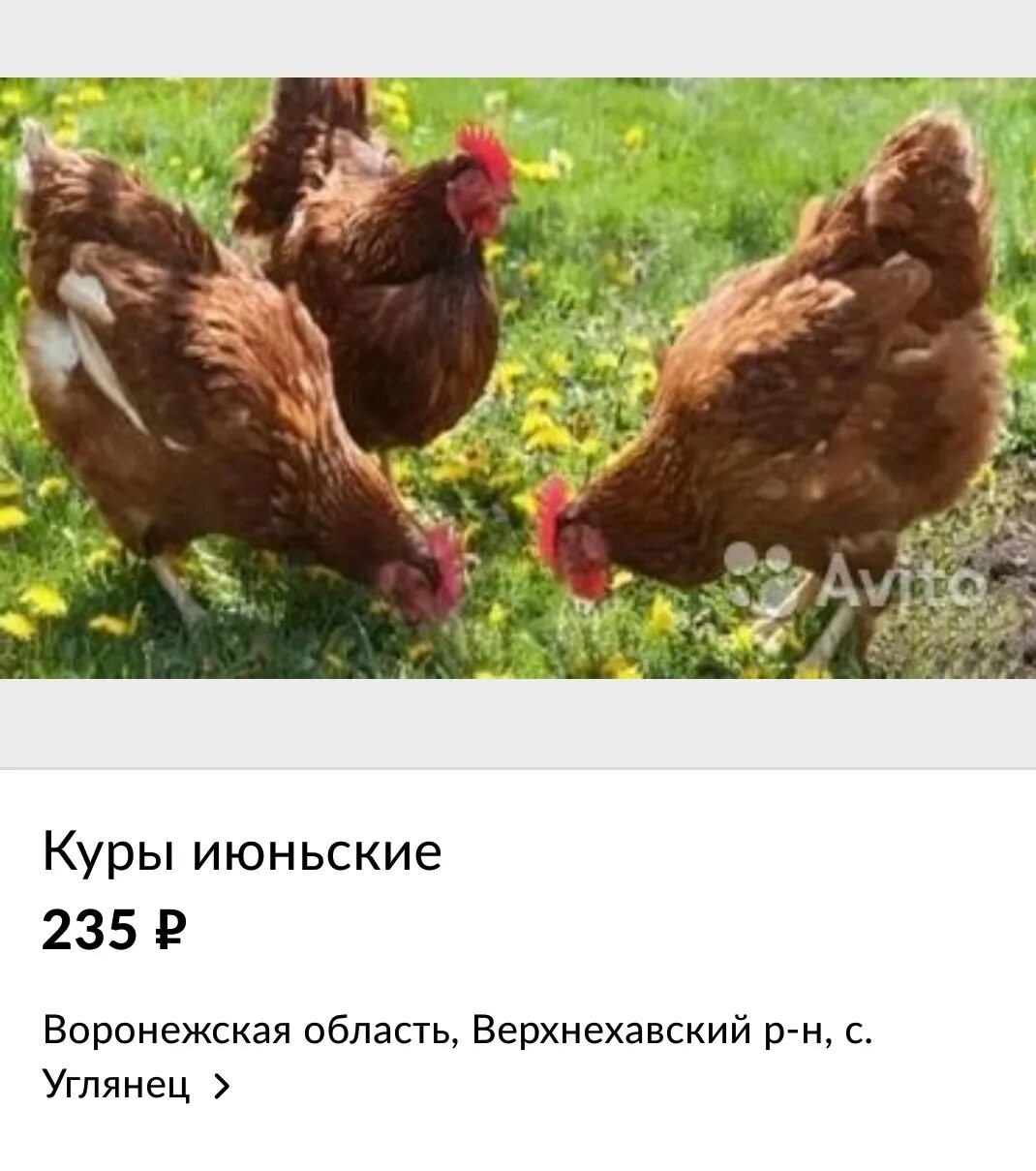 Купить кур несушек в ростовской. Корол куры несушки. Петух фото. Королева кур. Курочка Аня.