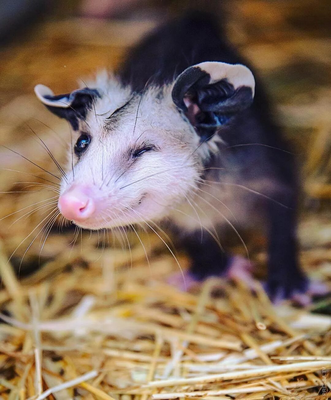 Сумчатый опоссум. Опоссум ареал. Как выглядит опоссум. Североамериканский опоссум. Виргинский опоссум.