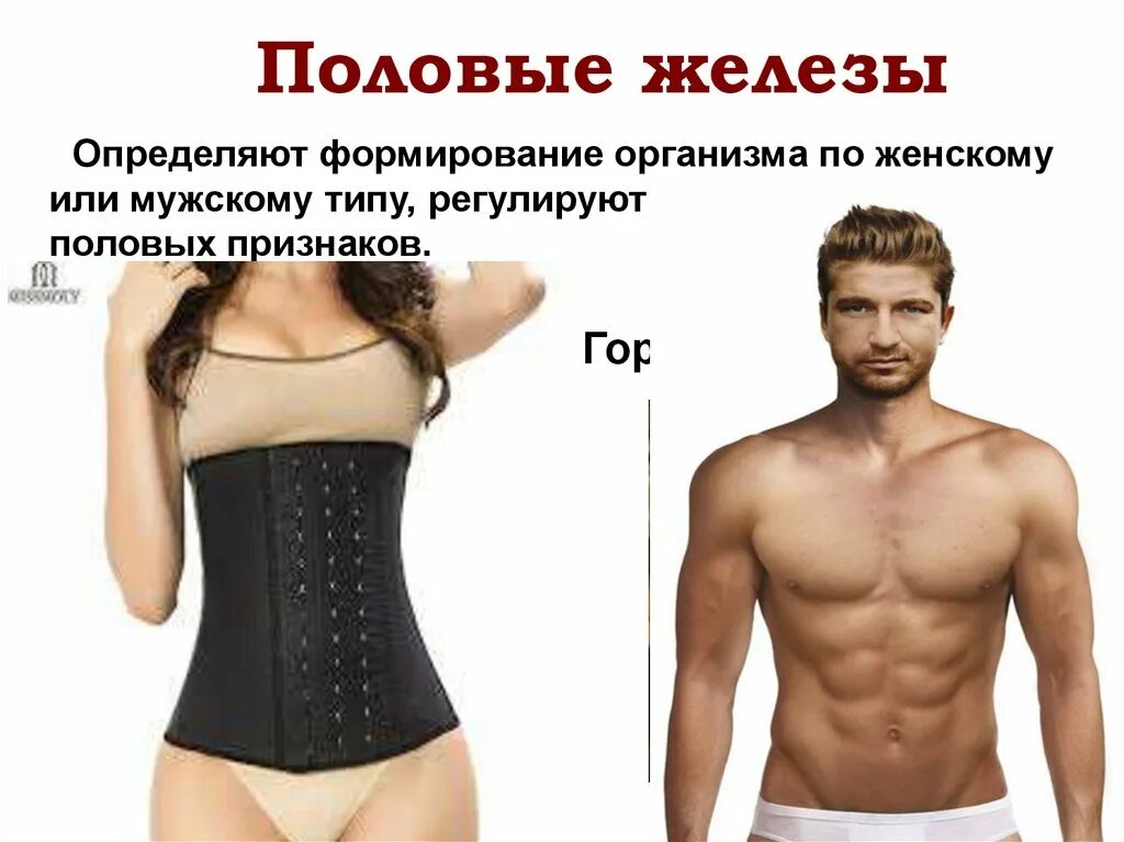 3д модель женских органов. Строение органов женщины. Организм у женщин формируется. Анатомия человека внутренние органы. Организм у женщин формируется.