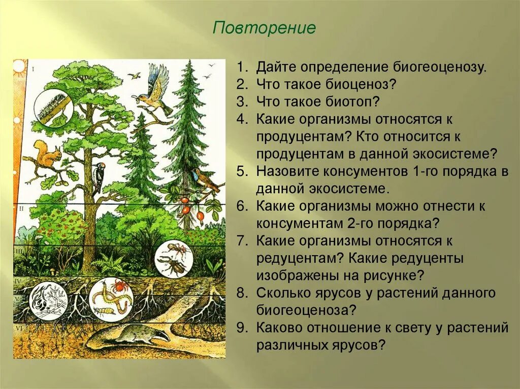 Описание роли в экосистеме. Ярусность лесного биоценоза. Структура биогеоценоза и экосистемы. Устойчивость биоценоза. Биоценоз и биогеоценоз.