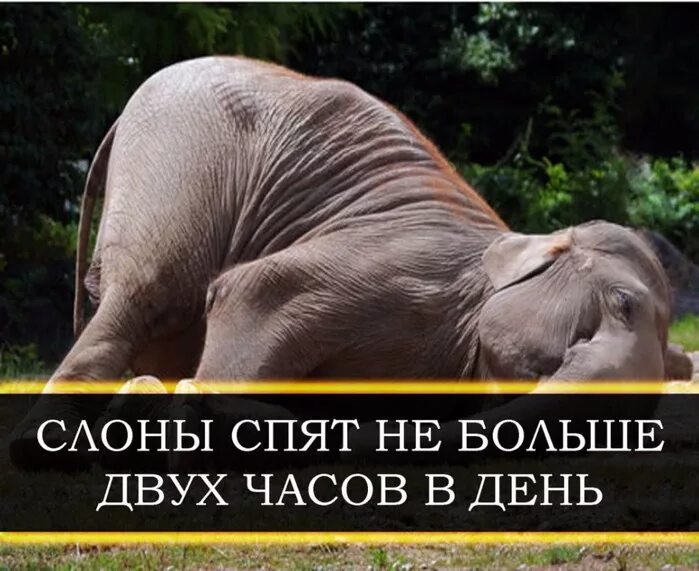 Факты о животных и людей. Интересные факты о животных. короткие интересные факты о животных. необычные факты о животных. факты о животных для детей.