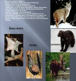 В какой природной зоне соболь
