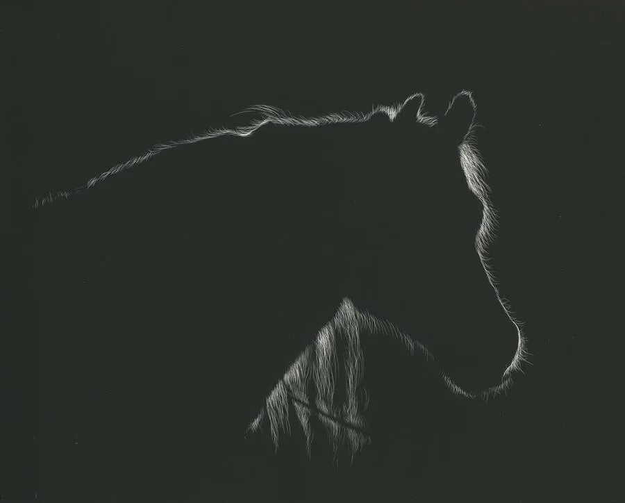 Лошадь в темноте. Лошадь на черном фоне. Конь на черном фоне. Черный конь на черном фоне. Силуэт коня на черном фоне.