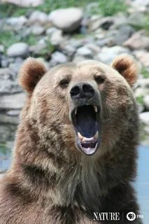 Bears name