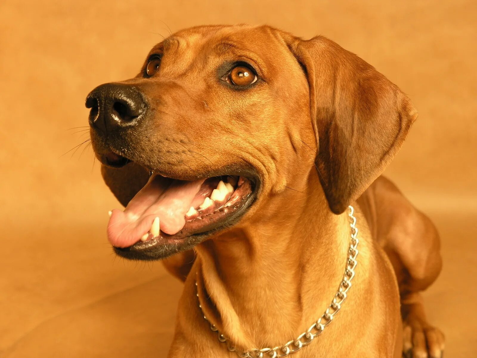 Какой нибудь про собак. Какой нибудь про собак. Рыжая собака. Забавные домашние животные. Лесси собака порода.