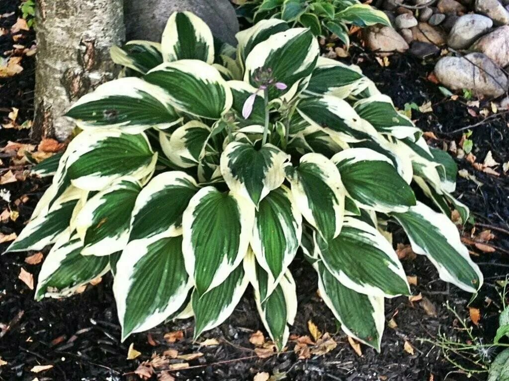 Хоста ‘Patriot’ (Hosta ‘Patriot’). Хоста Форчуна Патриот. Хоста Минутеман. Хоста гибридная Minuteman.