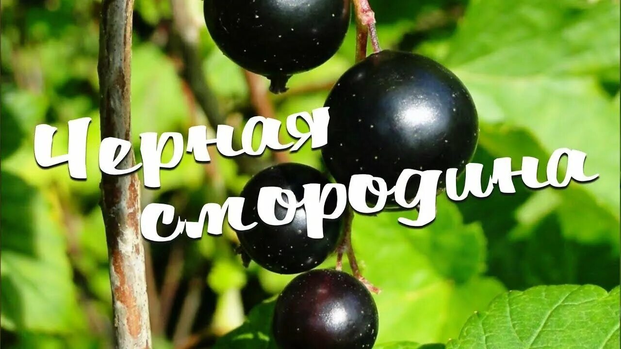 Пахнет смородиной песня. Алена росс черная смородина. чёрная смородина sevenrose. алена росс (sevenrose) - черная смородина. песня черная смородина алена росс.