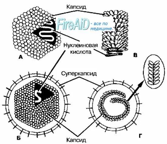 Вирусы состоят из нуклеиновой кислоты. Капсид белковая оболочка вируса. Капсид капсомер Вирион. Типы строения вирусных капсидов. Типы симметрии капсида вирусов.