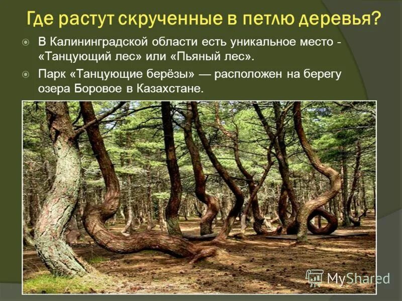 дуб долгожитель дубовое белгород. 500-летний дуб станьково. Quercus alba. парк коломенское дубовая роща. Quiver tree.
