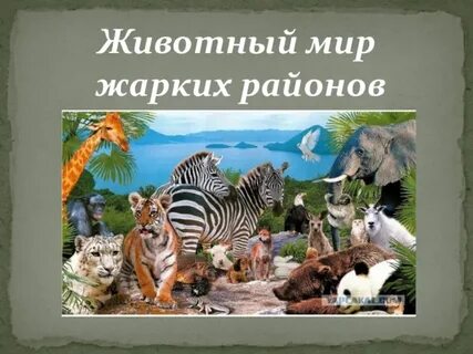 Мир жарких районов