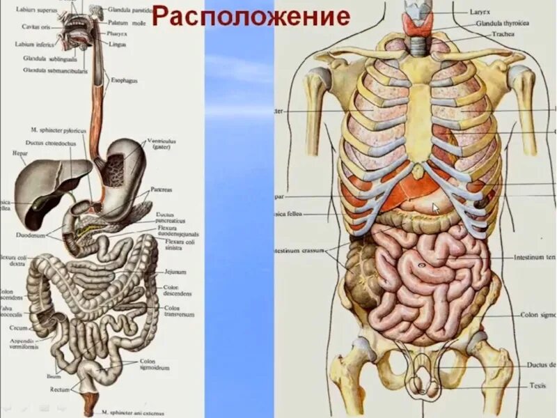 Органы человека с ребрами. Гайворонский пищеварительная система. Анатомия пищеварительной системы Гайворонский. Органы человека под ребрами. Органы справа под ребрами.