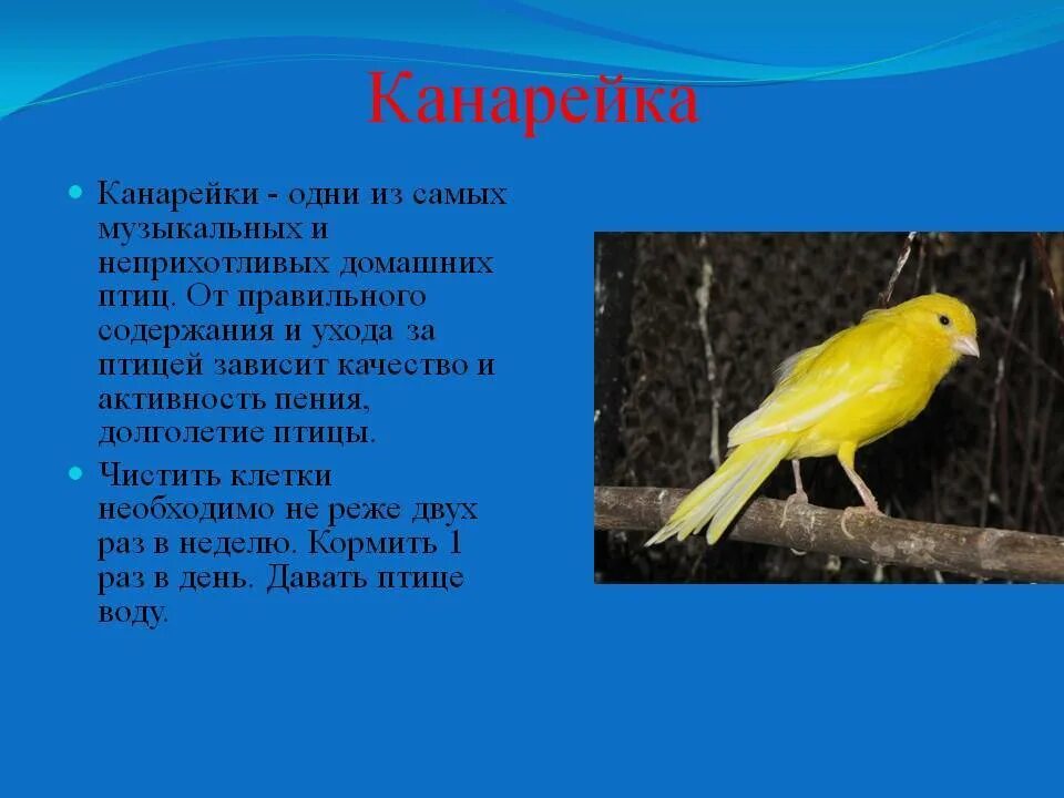 Сокращенный текст заботливая канарейка. Сокращенный текст заботливая канарейка. Текст заботливая канарейка краткое изложение. Содержание канареек. Заботливая канарейка текст изложения.