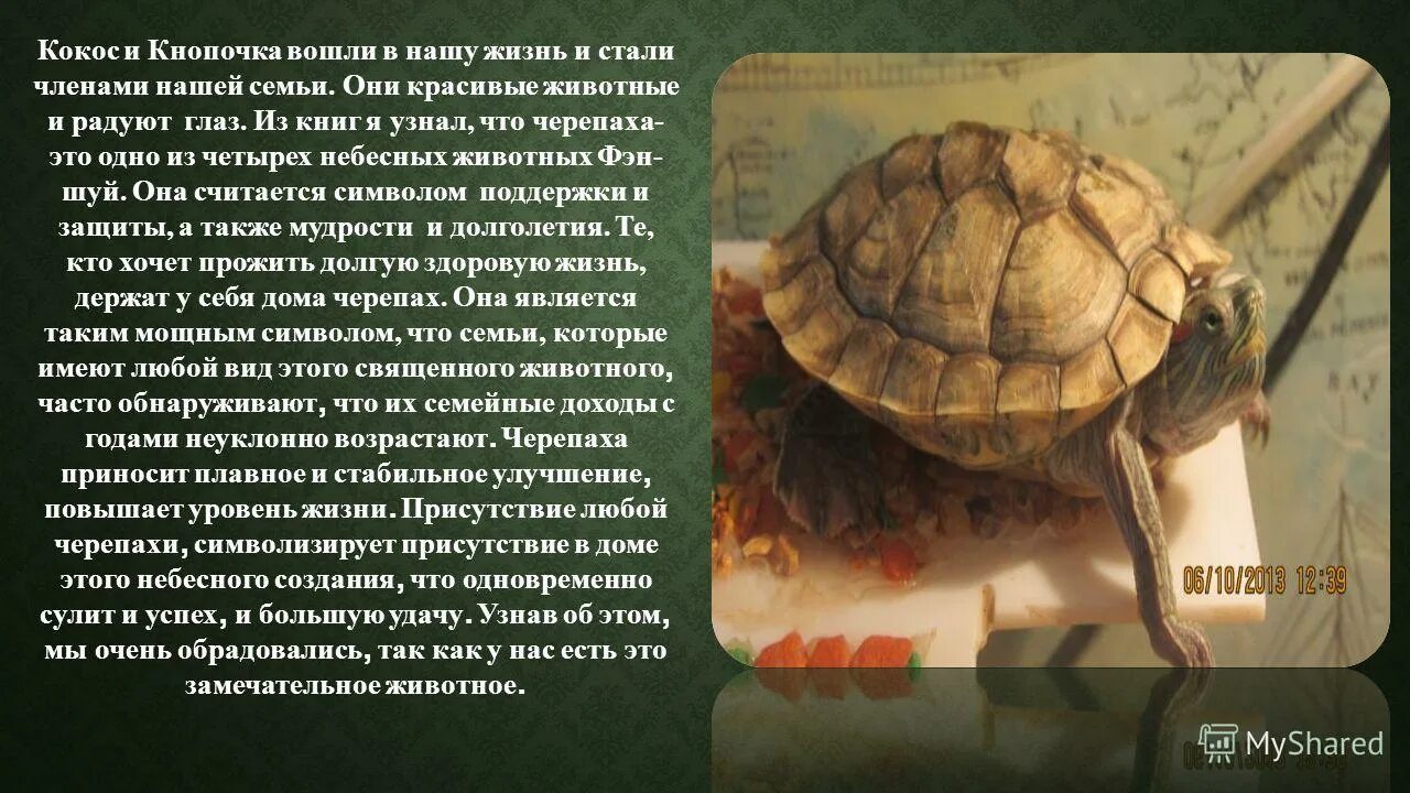 доклад про черепаху. рассказ о черепахе 3 класс окружающий мир. презентация черепаха степная. информация о черепахе. историю про черепах.