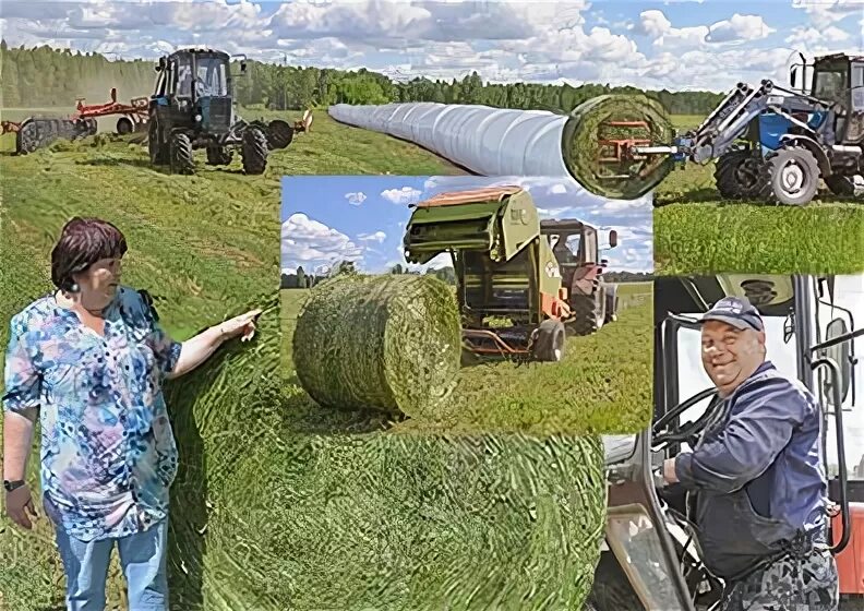 колхоз чапаева. колхоз чапаева. колхоз имени чапаева тверская область. спк колхоз имени чапаева кунгурский район. спк колхоз им чапаева пермский край.