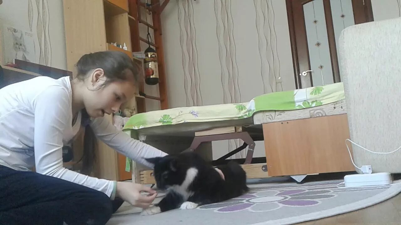 Обучающий кот. Кот который знает команды. команда лежать для кота. кот голос команда. как научить кота кувырку.