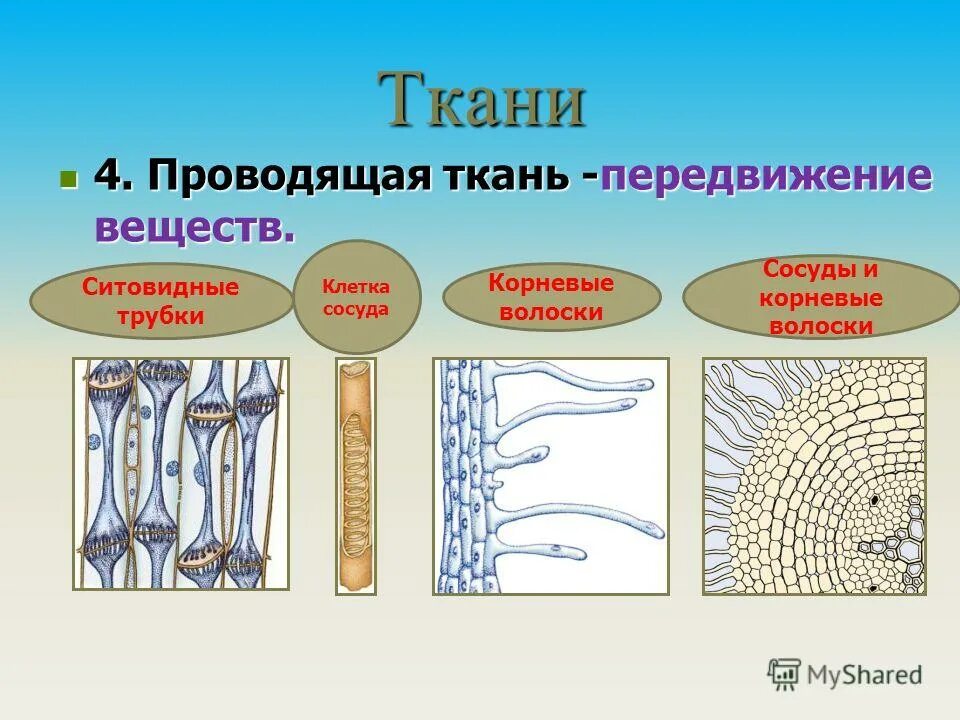 Ситовидные трубки проводящей ткани растений. Проводящая ткань сосуды и ситовидные трубки. Проводящая ткань растений ситовидные трубки. Сосуды трахеиды ситовидные трубки.