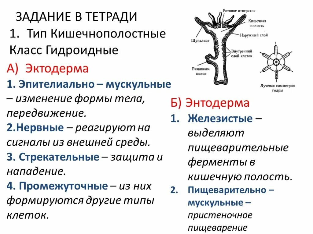 Особенности группы кишечнополостные. Тип Кишечнополостные класс Гидроидные 7 класс. Таблица по биологии 7 класс классы типа Кишечнополостные. Характеристика Тип Кишечнополостные 7 класс таблица по биологии. Строение гидроидных кишечнополостных таблица.