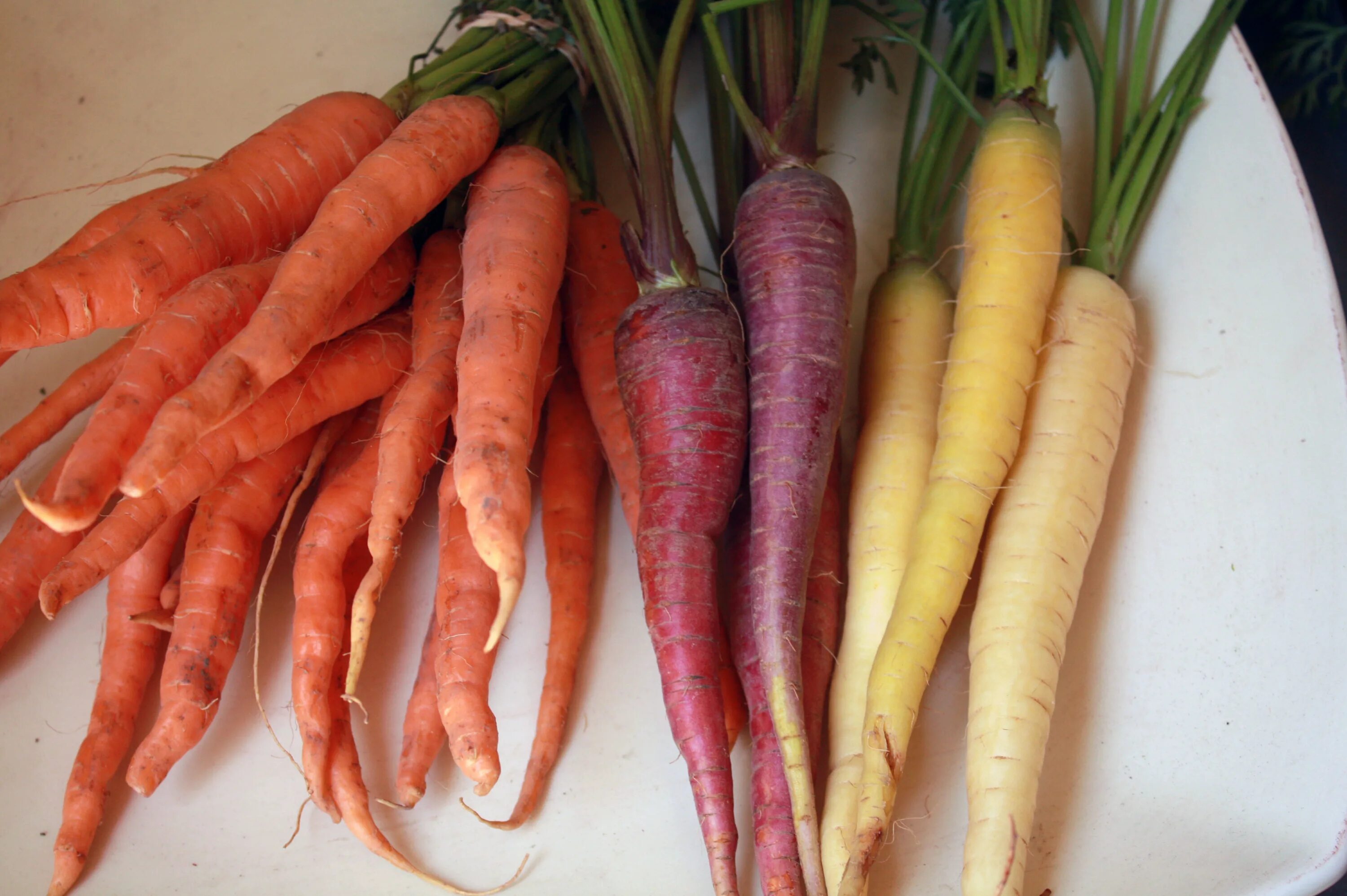 Разноцветная морковь. Факты о морковки. Интересные факты о морковке. Морковь Pro.