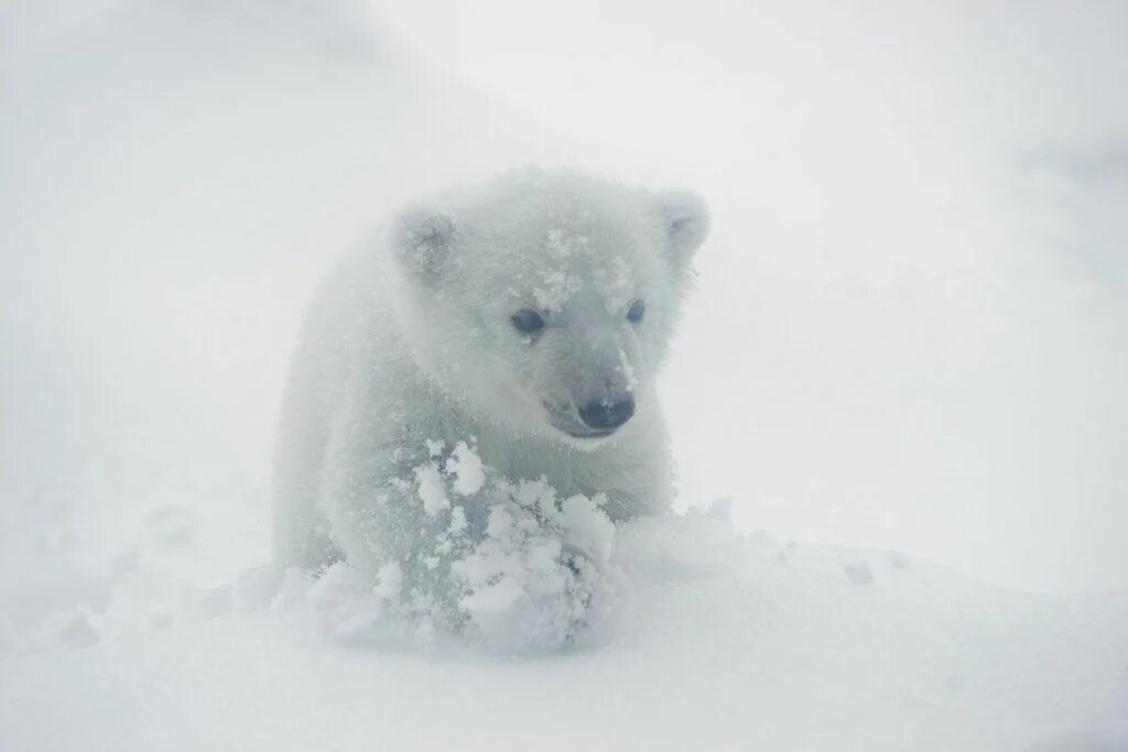 Белые медведи Торонто. Beautiful White Polar Bear with Cubs. Winter Bear. Winter Bear v. Снежный мишка игра