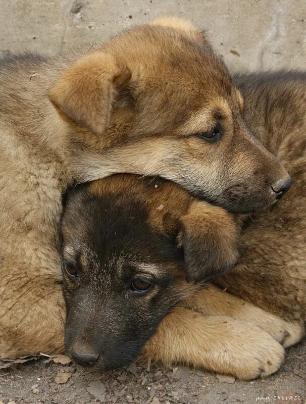 Не связывайтесь с щенком 1
