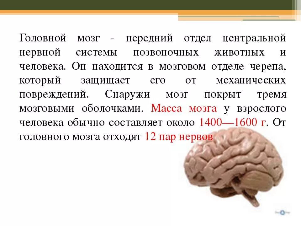 Интересные факты о мозге. Интересные факты о мозге человека. Загадки человеческого мозга. Масса мозга взрослого человека.