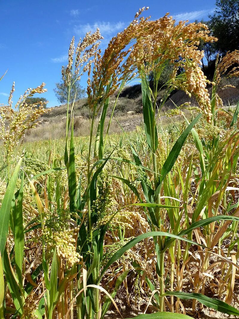 Просо сорнополевое. Чумиза (головчатое просо);. Просо (Panicum miliaceum). Злак чумиза. Особенности проса