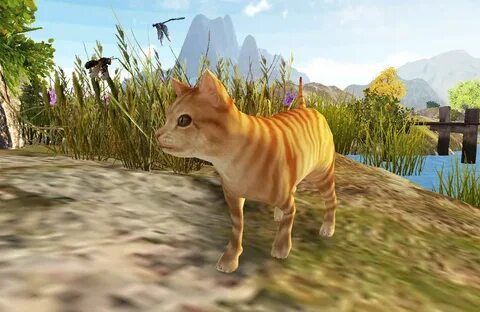 Игра дикие коты