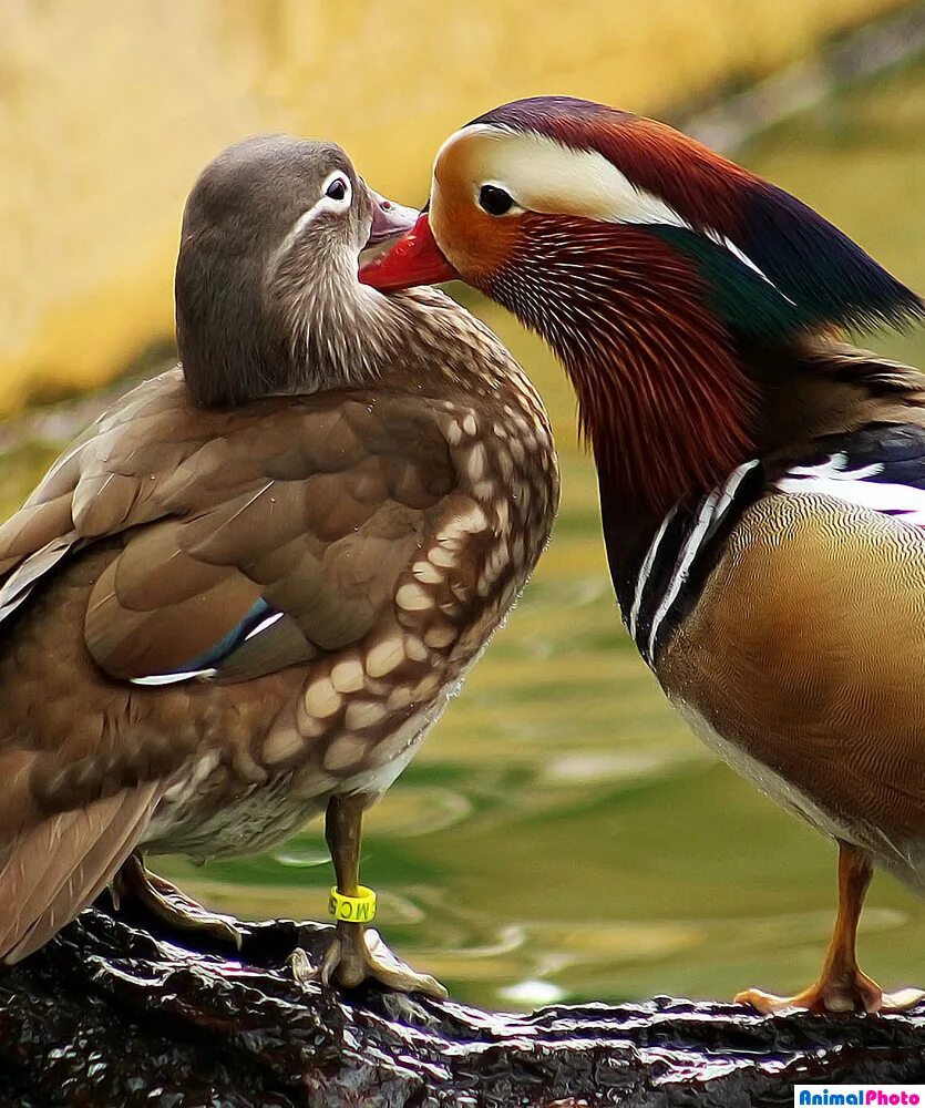 Мандаринки для привлечения любви. Утка мандаринка. Утки мандаринки фен шуй. Мандаринки для привлечения любви. Мандаринки для привлечения любви.