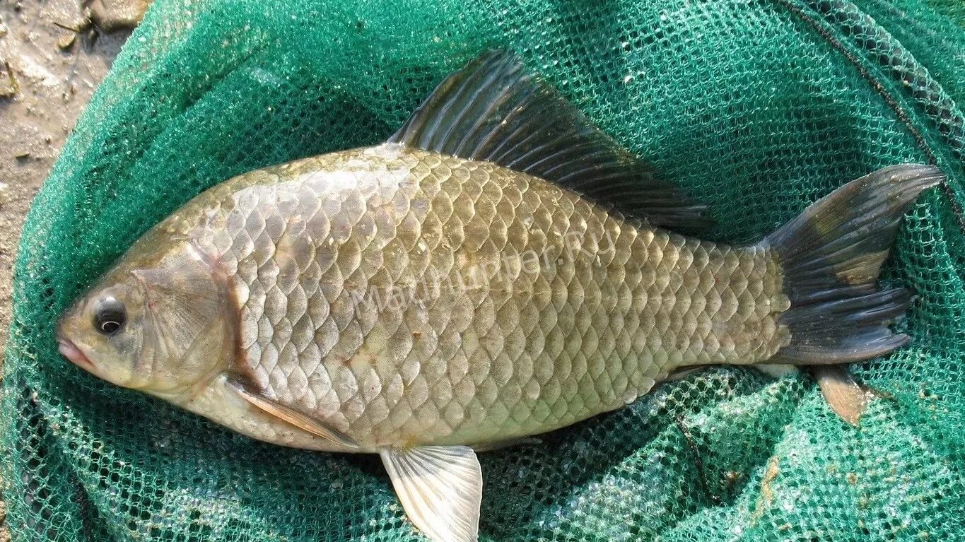 Карась среда обитания водная