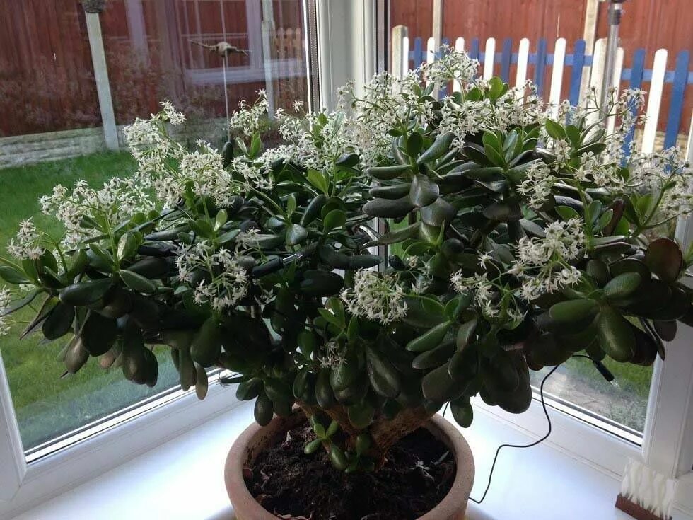 Как добиться цветения денежного дерева? Household plants, Jade plants, Indoor pl