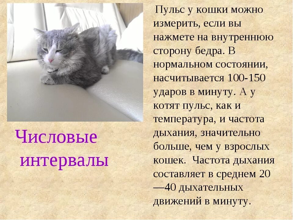 Сердцебиение у котят. Пульс у кошек. нормальное сердцебиение у кошек. пульс у кошек норма.