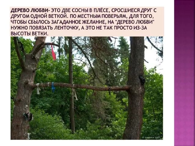 Сообщение город плес 3 класс окружающий мир. Интересные факты о плёсе. интересные факты о городе плёс. город плёс дерево любви. интересная информация про плёс.