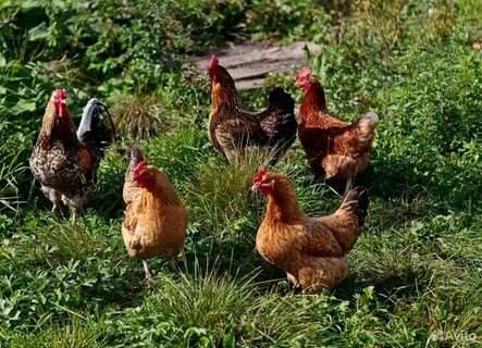 У хозяйки было 20 кур и цыплят