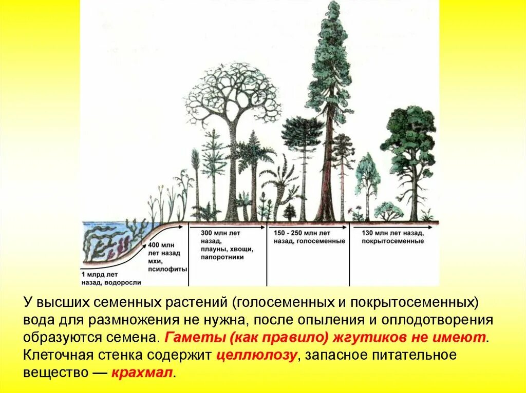 Обитания покрытосеменных. Эволюция семенных растений.Голосеменные растения. Эволюционные преобразования органов растений. Происхождение покрытосеменных растений. Голосеменные высшие семенные растения.