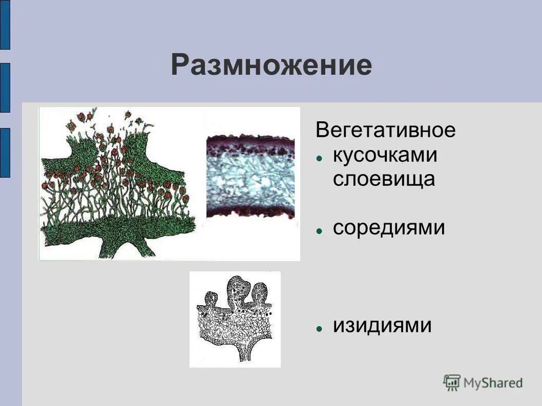 Лишайники строение размножение