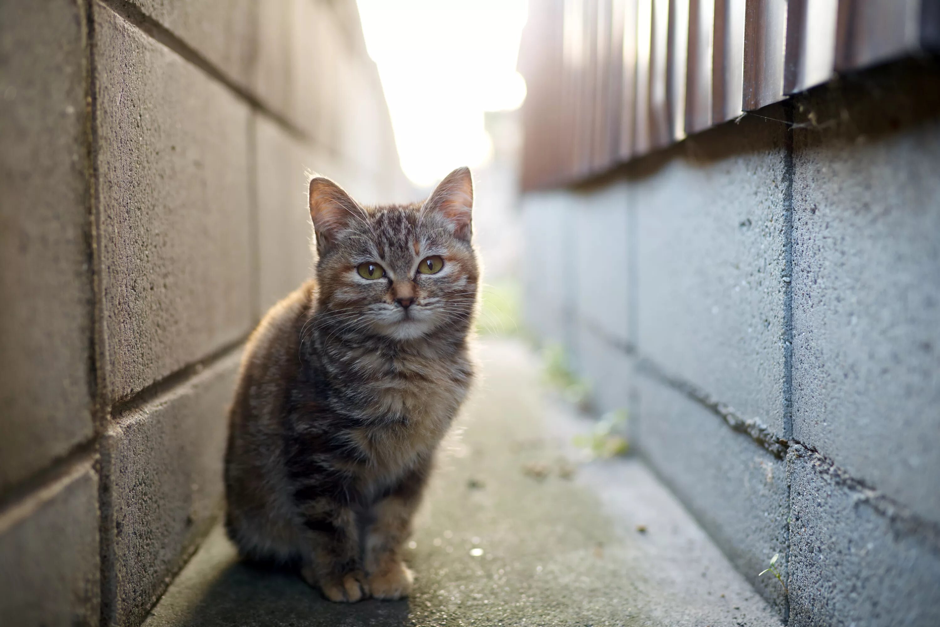 Коты и кошки на улице. Уличные коты. бездомный кот. котенок на улице. уличный котенок.