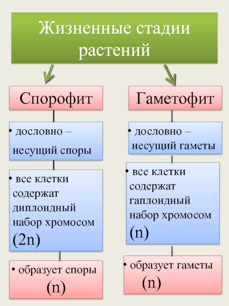 Гаметофит и спорофит у растений таблица. Жизненные стадии растений. Соотношение гаметофита и спорофита. Стадии гаметофита и спорофита.