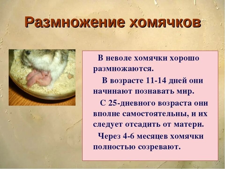 В течение недели хомяк отмечал. Размножение хомяков. Размножение хомяков в домашних. Как размножаются хомякоа. Хомяки размножение в домашних условиях.