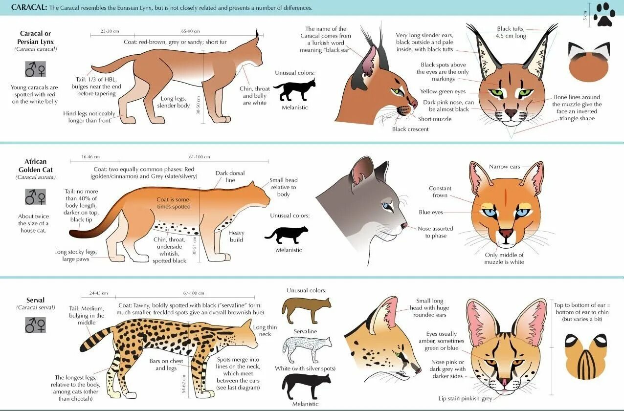 Анатомия каракала. Анатомия морды кошки. Анатомия рыси. Анатомия рыси для рисования. Строение рыси
