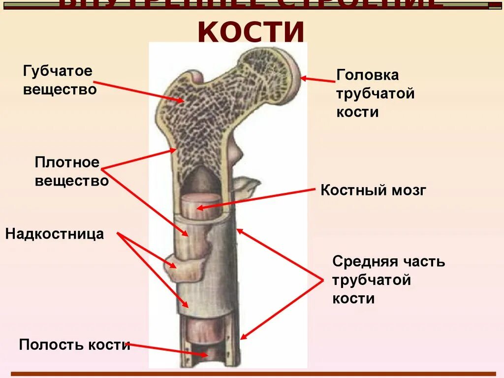 Строение кости взрослого человека. Трубчатая кость строение ЕГЭ. Трубчатая кость строение и функции. Строение трубчатой кости ЕГЭ биология. Строение трубчатой кости ЕГЭ.