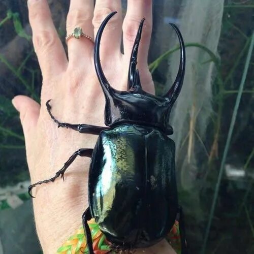 File:Chalcosoma atlas  Wikimedia Commons