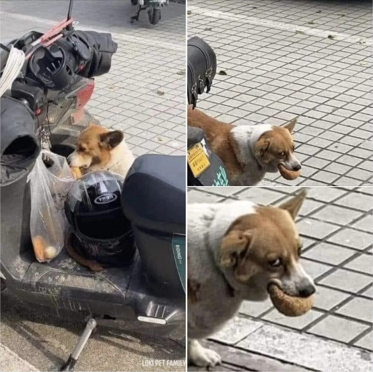 Ласка собака. Пёс невидимка. Невидимый пес. Собака за компом. Гладить французского бульдога.