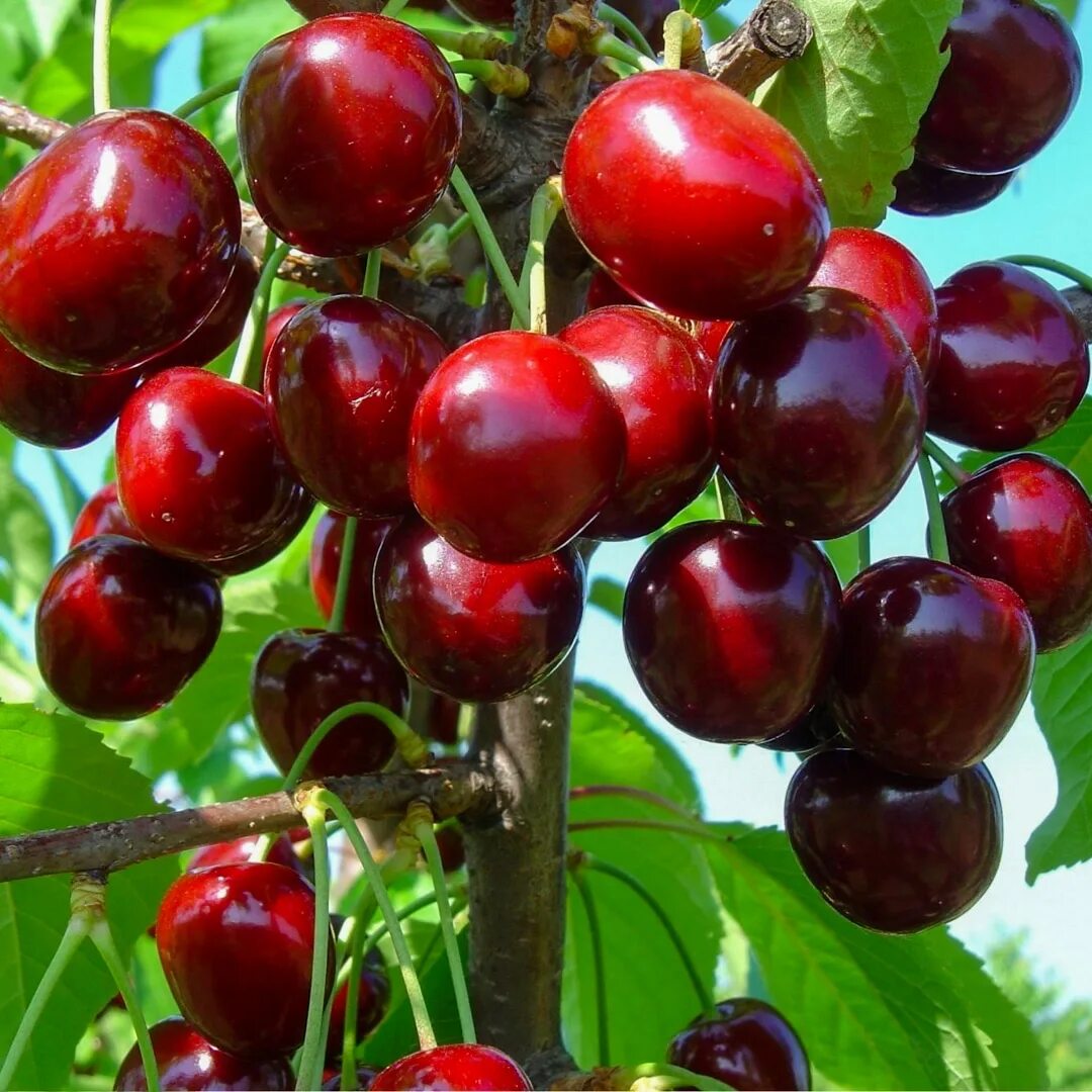 вишня сорт радонеж. чудо вишня отзывы. размер вишни. дюк чудо вишня. дюк чудо вишня.