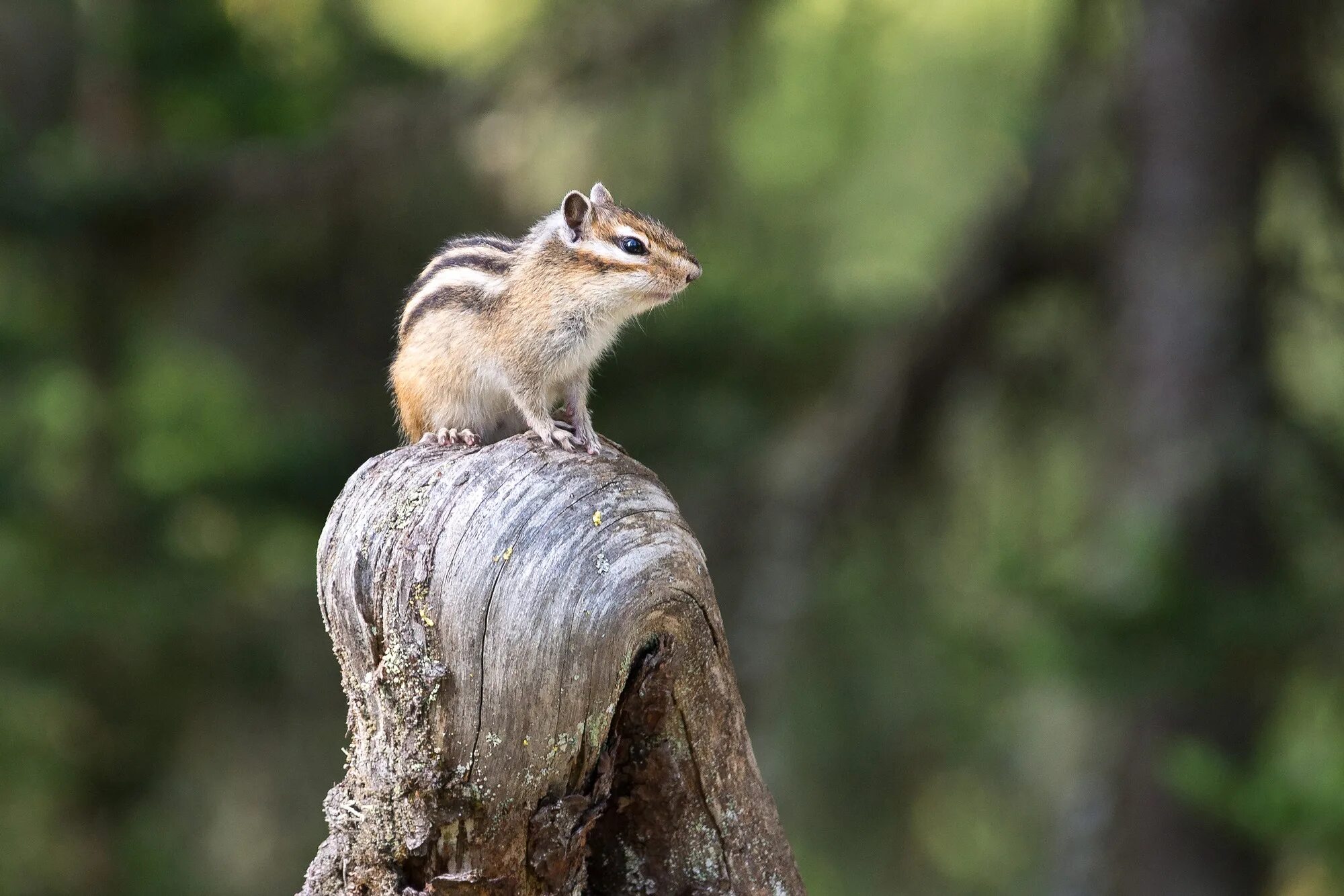 сумчатый бурундук. бурундук александр. бурундук черный дальневосточный. пинежский заповедник бурундуки. джунгарский бурундучок.