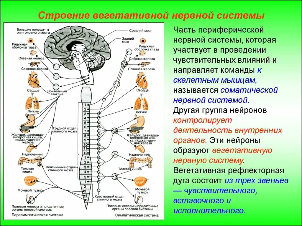 1 функции цнс