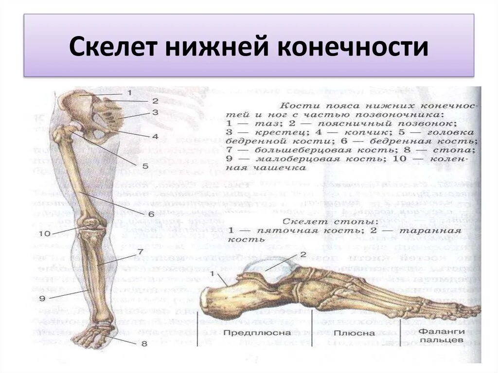 Три отдела ноги. Скелет костей нижних конечностей отделы. Схема костей нижних конечностей. Скелет нижней конечности биология 8 класс. Скелет свободных нижних конечностей схема.