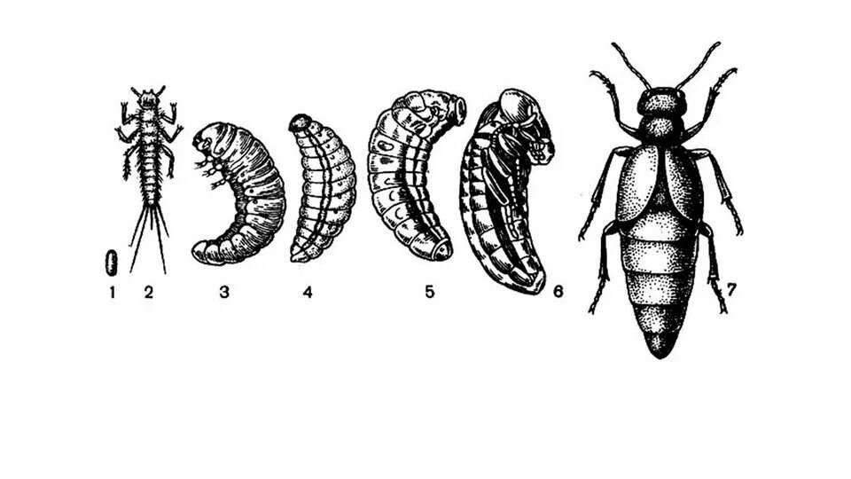Жук олень неполное превращение. Жук нарывник личинка. Яйцо личинка куколка Жук. Метаморфоз майского жука. Строение личинка Майский хрущ.