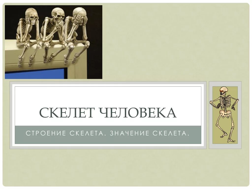 Значение скелета человека. Значение скелета. Скелет со смыслом. Какого значение скелета.