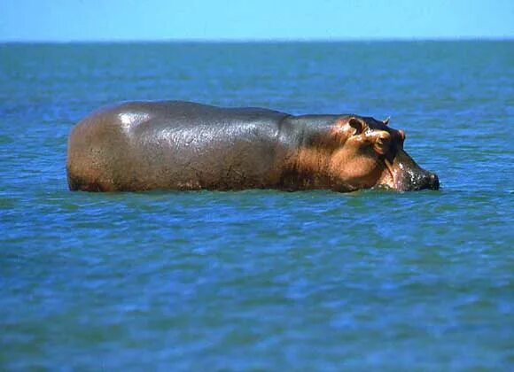 Too cute! Cincinnati Zoo's baby hippo to star in Facebook video series - YP Sout